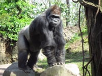 gorilla